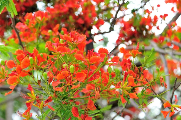 Krásná Červená Královská Poinciana Nebo Okázalý Květ Delonix Regia Létě — Stock fotografie