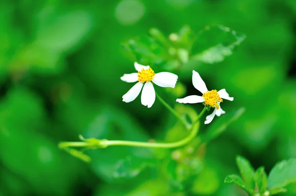Krásné Malé Bílé Bidens Pilosa Květiny Kvetoucí Jaře — Stock fotografie