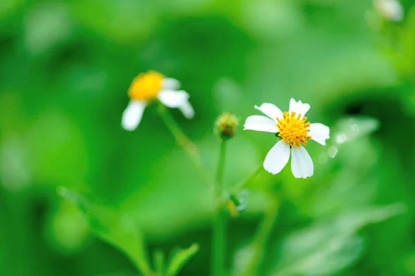 春に咲く美しい小さな白いビデンズピロサの花 — ストック写真