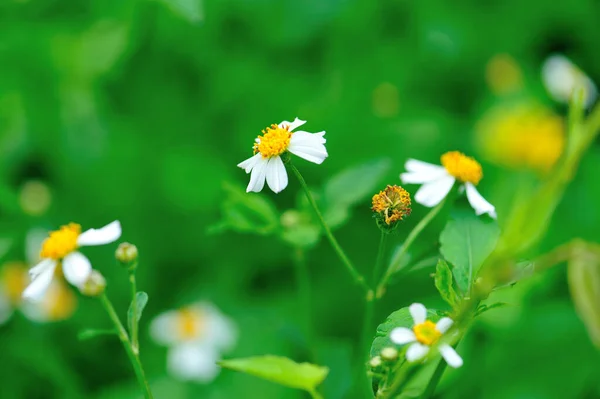 Lindos Pequenos Bidens Brancos Flores Pilosa Florescendo Primavera — Fotografia de Stock