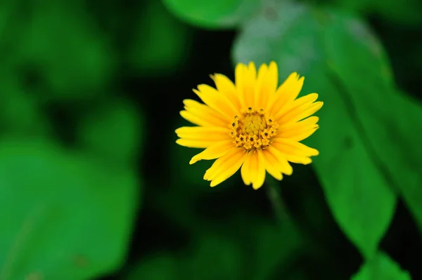 Όμορφο Μικρό Κίτρινο Λουλούδι Ανθίζει Καλοκαίρι — Φωτογραφία Αρχείου