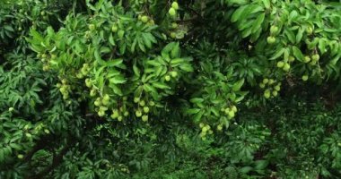 Ağaçlarda yetişen yeşil lychee meyvelerinin görüntüleri
