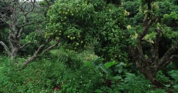 Imágenes Del Crecimiento Frutos Lichi Verde Los Árboles — Vídeo de stock