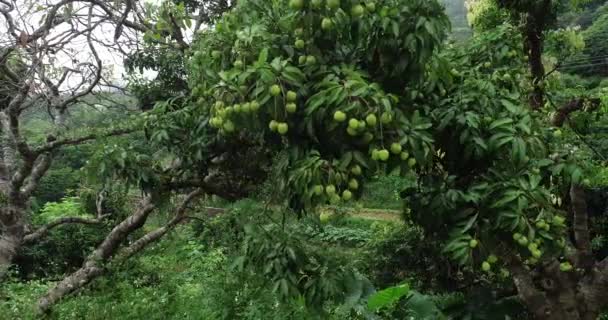 Séquences Croissance Litchi Vert Fruits Sur Les Arbres — Video