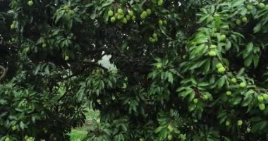 Ağaçlarda yetişen yeşil lychee meyvelerinin görüntüleri