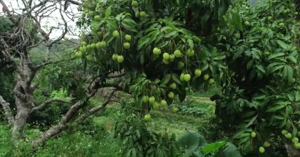 Imágenes Del Crecimiento Frutos Lichi Verde Los Árboles — Vídeo de stock