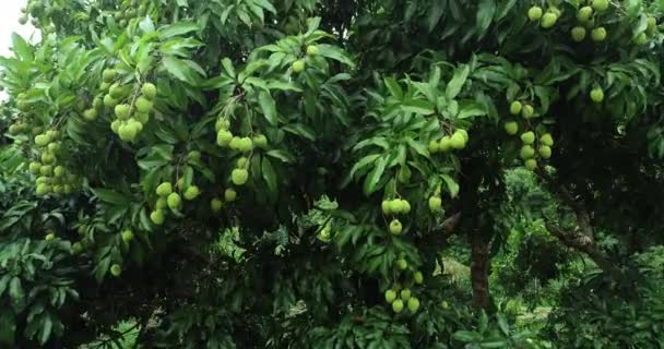 Filmati Frutti Litchi Verdi Crescita Sugli Alberi — Video Stock