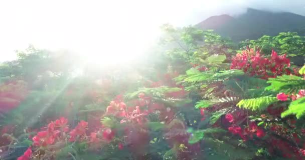 Belas Imagens Vermelho Real Poinciana Flores Extravagantes Verão — Vídeo de Stock
