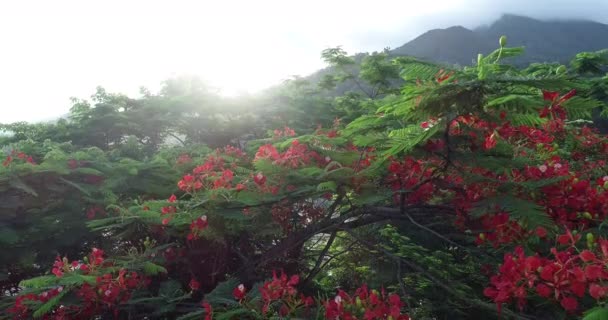 Krásné Záběry Červené Královské Poinciany Nebo Okázalé Květiny Létě — Stock video