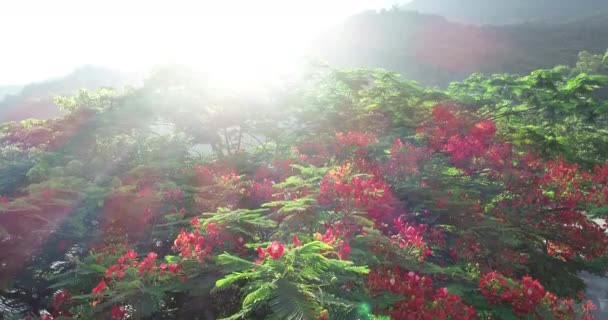 Piękny Materiał Filmowy Czerwonych Królewskich Poinciana Lub Ekstrawaganckie Kwiaty Lecie — Wideo stockowe