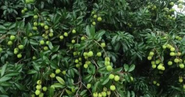 Ağaçlarda yetişen yeşil lychee meyvelerinin görüntüleri