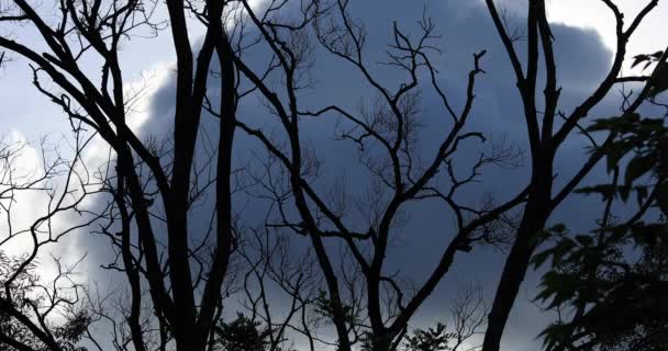 Abgestorbene Bäume Ohne Blätter Himmel Hintergrund Mit Fließenden Wolken Bei — Stockvideo