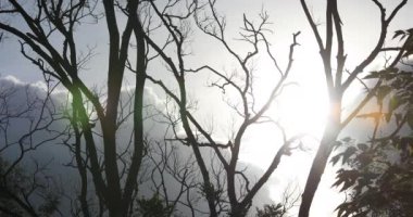 Gökyüzünde yaprakları olmayan ölü ağaçlar ve gündüz vakti akan bulutlar.