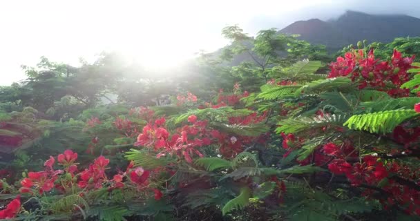 Belas Imagens Vermelho Real Poinciana Flores Extravagantes Verão — Vídeo de Stock