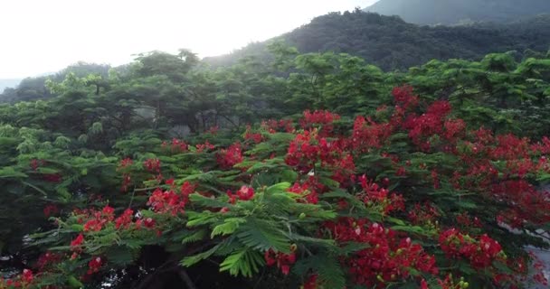 Kırmızı Noktalı Çiçeklerin Güzel Görüntüleri Yazın Parıldayan Çiçekler — Stok video