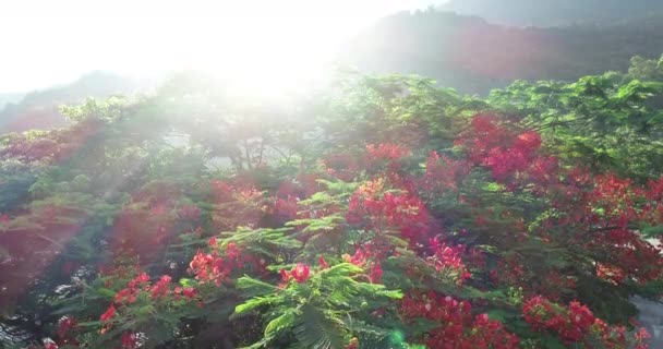 Belas Imagens Vermelho Real Poinciana Flores Extravagantes Verão — Vídeo de Stock