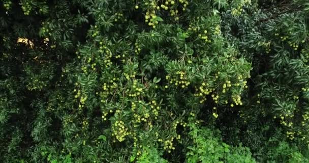 Ağaçlarda Yetişen Yeşil Lychee Meyvelerinin Görüntüleri — Stok video