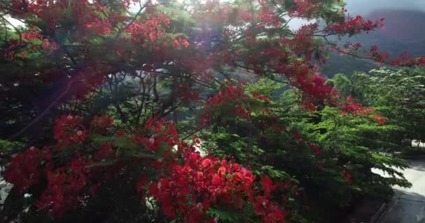 Belas Imagens Vermelho Real Poinciana Flores Extravagantes Verão — Vídeo de Stock