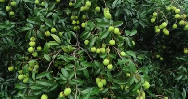 成長の様子緑のライチの実が木の上に — ストック動画