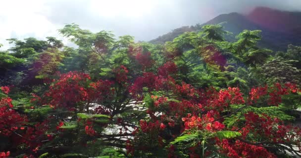 Όμορφο Υλικό Από Κόκκινα Βασιλικά Poinciana Φανταχτερά Λουλούδια Καλοκαίρι — Αρχείο Βίντεο