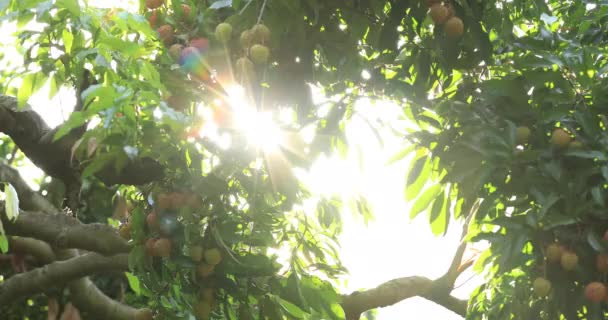 Imágenes Del Cultivo Frutos Lichi Los Árboles — Vídeo de stock