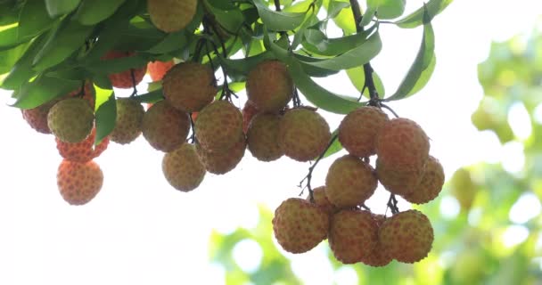 Beeldmateriaal Van Het Kweken Van Lychee Fruit Aan Bomen — Stockvideo