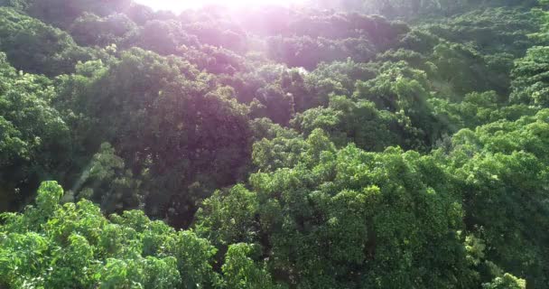 Vista Aérea Sobre Hermoso Bosque Verde Las Montañas — Vídeos de Stock