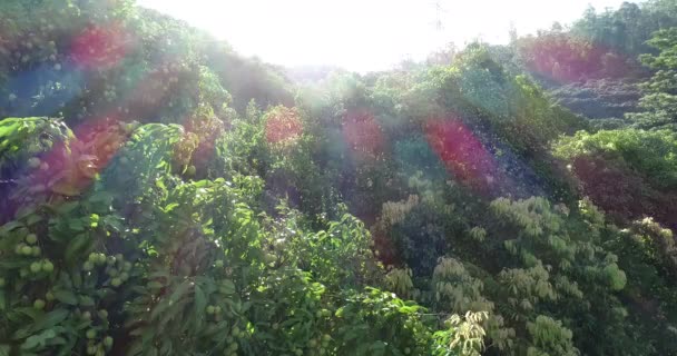 Aufnahmen Des Wachstums Grüner Litschi Früchte Bäumen — Stockvideo