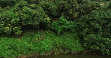 Nehir kenarındaki yeşil bahçenin havadan görünüşü