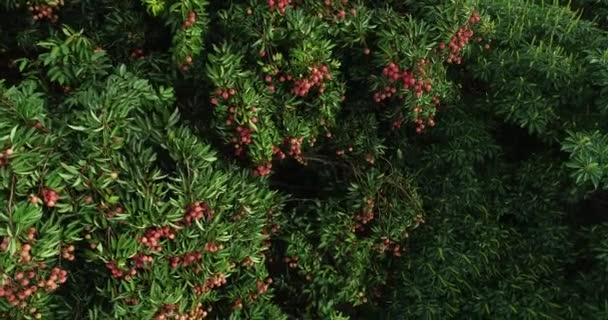 Footage Growing Red Lychee Fruits Trees — Stock Video