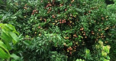 Ağaçta kırmızı liçi meyvesi yetiştirme görüntüleri