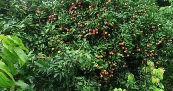 Footage Growing Red Lychee Fruits Trees — Stock Video