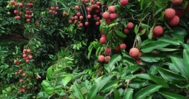 Ağaçta kırmızı liçi meyvesi yetiştirme görüntüleri