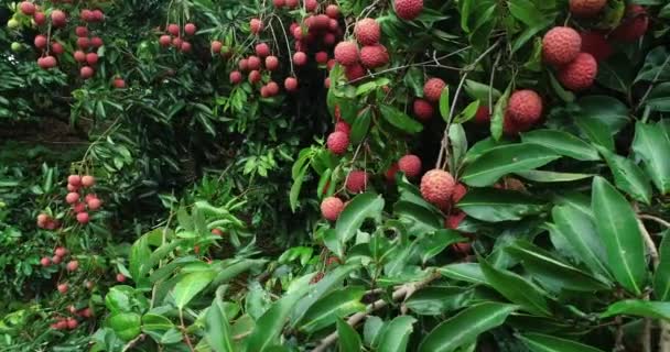 Imágenes Del Cultivo Frutos Lichi Rojo Los Árboles — Vídeo de stock
