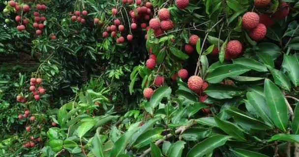 Imagens Frutos Lichia Vermelho Crescente Árvores — Vídeo de Stock