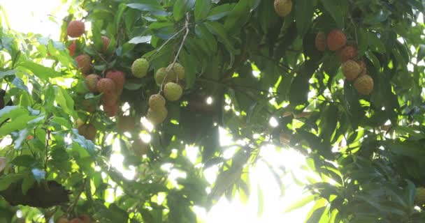 Imágenes Del Cultivo Frutos Lichi Rojo Los Árboles — Vídeos de Stock