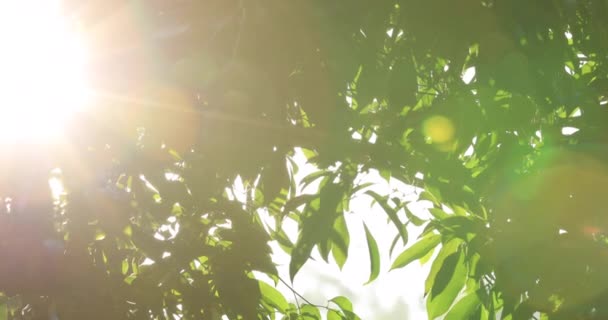 Närbild Gröna Blad Trädgården Och Ljus Sol — Stockvideo