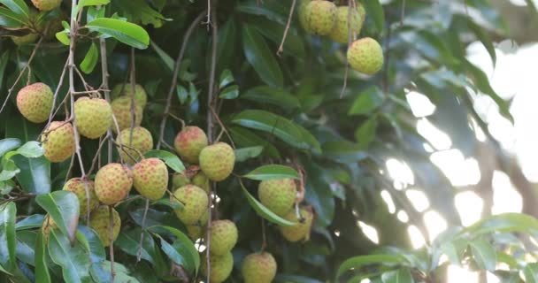 Footage Growing Red Lychee Fruits Trees — Stock Video