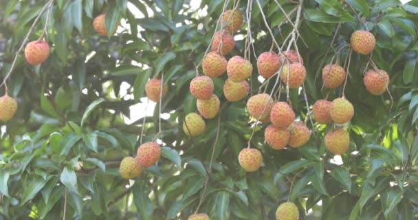 Footage Growing Red Lychee Fruits Trees — Stock Video