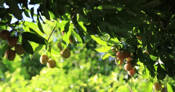 Πλάνα Από Την Καλλιέργεια Κόκκινων Φρούτων Λίτσι Στα Δέντρα — Αρχείο Βίντεο