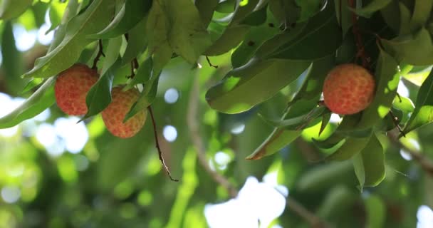 Beeldmateriaal Van Groeiende Rode Lychee Vruchten Bomen — Stockvideo