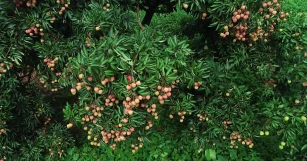 Footage Growing Red Lychee Fruits Trees — Stock Video