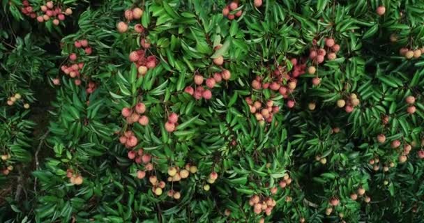 Beeldmateriaal Van Groeiende Rode Lychee Vruchten Bomen — Stockvideo