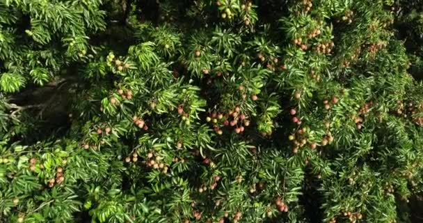 Images Culture Litchi Rouge Sur Les Arbres — Video