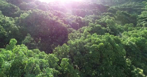 Vista Aérea Sobre Hermoso Bosque Verde Las Montañas — Vídeos de Stock