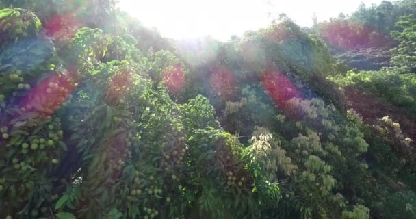 Aufnahmen Des Wachstums Grüner Litschi Früchte Auf Bäumen Sonnenaufgang — Stockvideo