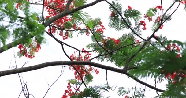 Belas Imagens Vermelho Real Poinciana Flores Extravagantes Verão — Vídeo de Stock