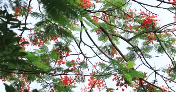 Красивые Кадры Красных Королевских Пуанчан Ярких Цветов Летом — стоковое видео