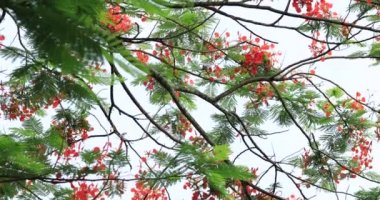 Kırmızı noktalı çiçeklerin güzel görüntüleri ya da yazın parıldayan çiçekler.