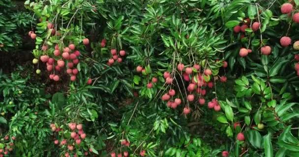 Footage Growing Red Lychee Fruits Trees — Stock Video